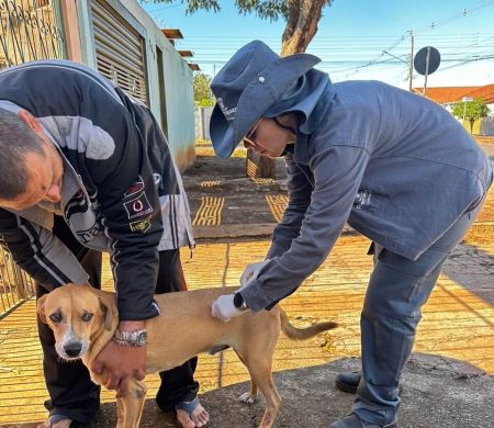 Capital abre três pontos para vacinar cães e gatos contra a raiva no fim de semana