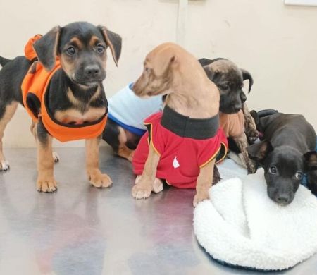 Cães e gatos terão consultas gratuitas e vagas para castração na Capital