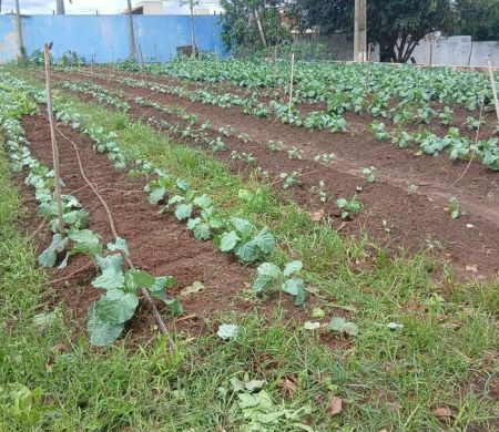 Alunos da da Capital terão aula sobre meio ambiente e cultivo de alimentos